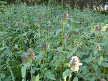 Load image into Gallery viewer, Heal All Organic Fresh Flower Oil Prunella Vulgaris, Concentrated