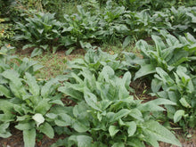 Load image into Gallery viewer, Comfrey Herbal Organic Salve, Double Infused, Made from Fresh Plants