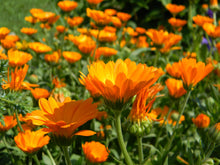 Load image into Gallery viewer, Calendula Organic Herbal Oil, Double Infused, DIY Skin Care, Handmade