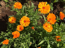 Load image into Gallery viewer, Calendula Glycerite Double Infused Non-Alcohol Tincture Pure & Potent Organic