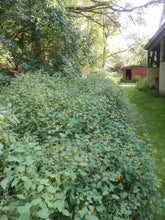 Load image into Gallery viewer, Jewelweed Organic Vegetable Glycerin, Double-Extract, Concentrated