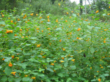 Load image into Gallery viewer, Jewelweed Organic Vegetable Glycerin, Double-Extract, Concentrated