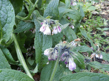 Load image into Gallery viewer, Comfrey Organic Glycerite Non-alcohol Tincture Concentrated Oral & Topical Use