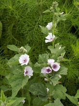 Load image into Gallery viewer, Marshmallow Herbal Infused Organic Oil, Concentrated, Fresh Plant Root