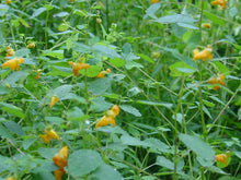 Load image into Gallery viewer, Jewelweed Organic Vegan Spray with Apple Cider Vinegar, No Alcohol