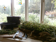 Load image into Gallery viewer, Jewelweed Organic Vegan Spray with Apple Cider Vinegar, No Alcohol