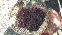 Load image into Gallery viewer, Elderberry Fresh Organic Glycerite, Non Alcohol, Potent, Food Grade