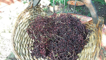 Load image into Gallery viewer, Elderberry Fresh Organic Glycerite, Non Alcohol, Potent, Food Grade