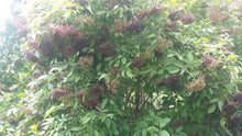 Load image into Gallery viewer, Elderberry Fresh Organic Glycerite, Non Alcohol, Potent, Food Grade