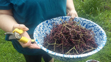Load image into Gallery viewer, Elderberry Fresh Organic Glycerite, Non Alcohol, Potent, Food Grade