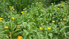 Load image into Gallery viewer, Calendula Glycerite Double Infused Non-Alcohol Tincture Pure & Potent Organic