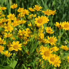 Load image into Gallery viewer, Arnica Double Infused Organic Oil for Pain, Inflammation, Muscles & Joints, Tendons, Bones
