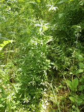 Load image into Gallery viewer, Cleavers Herbal Organic Oil, Concentrated, Double-Infused, Handmade