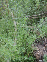 Load image into Gallery viewer, Cleavers Herbal Organic Oil, Concentrated, Double-Infused, Handmade