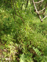 Load image into Gallery viewer, Cleavers Herbal Organic Oil, Concentrated, Double-Infused, Handmade
