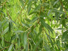 Load image into Gallery viewer, White Willow Bark Organic Vegetable Glycerin Concentrated Extract, DIY