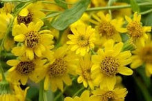 Load image into Gallery viewer, Arnica Double Infused Organic Oil for Pain, Inflammation, Muscles & Joints, Tendons, Bones