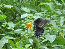 Load image into Gallery viewer, Jewelweed Oil Organic Double Infused For Best Potency Poison Ivy & Oak Wildcrafted Vegan Handmade In Small Batches Bumbling Acres Farm