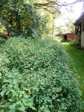Load image into Gallery viewer, Jewelweed Organic Vegan Spray with Apple Cider Vinegar, No Alcohol