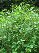 Load image into Gallery viewer, Jewelweed Oil Organic Double Infused For Best Potency Poison Ivy & Oak Wildcrafted Vegan Handmade In Small Batches Bumbling Acres Farm