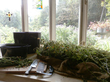 Load image into Gallery viewer, Jewelweed Oil Organic Double Infused For Best Potency Poison Ivy & Oak Wildcrafted Vegan Handmade In Small Batches Bumbling Acres Farm
