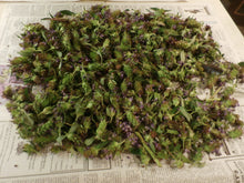Load image into Gallery viewer, Heal All Organic Fresh Flower Salve Prunella Vulgaris, Small Batches