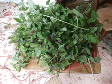 Load image into Gallery viewer, Heal All Prunella Vulgaris Organic Double-Infused Glycerite