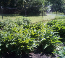 Load image into Gallery viewer, Comfrey Herbal Organic Salve, Double Infused, Made from Fresh Plants