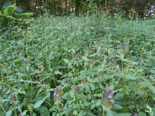 Load image into Gallery viewer, Heal All Prunella Vulgaris Organic Double-Infused Glycerite