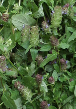 Load image into Gallery viewer, Heal All Prunella Vulgaris Organic Double-Infused Glycerite