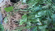 Load image into Gallery viewer, Echinacea Organic Glycerite, Non-Alcohol Tincture, Small Batches