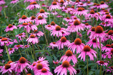 Load image into Gallery viewer, Echinacea Organic Glycerite, Non-Alcohol Tincture, Small Batches
