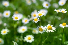 Load image into Gallery viewer, Chamomile Double Infused Organic Concentrated Oil, DIY Hair & Skincare