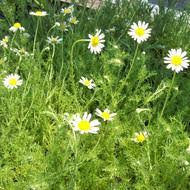 Load image into Gallery viewer, Chamomile Double Infused Organic Concentrated Oil, DIY Hair & Skincare