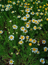 Load image into Gallery viewer, Chamomile Double Infused Organic Concentrated Oil, DIY Hair & Skincare