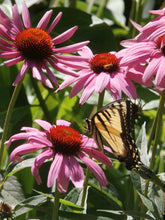 Load image into Gallery viewer, Echinacea Organic Glycerite, Non-Alcohol Tincture, Small Batches
