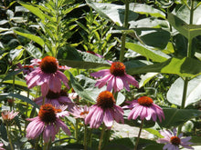 Load image into Gallery viewer, Echinacea Organic Glycerite, Non-Alcohol Tincture, Small Batches