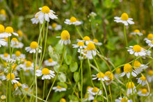 Load image into Gallery viewer, Chamomile Glycerite Organic, Double-Extract Concentrated, Non-Alcohol