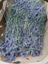 Load image into Gallery viewer, Lavender Herbal Organic Oil, Double-Infused, Concentrated, Non-GMO