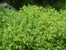 Load image into Gallery viewer, Jewelweed Organic Concentrated Salve Handmade, Poison Ivy, Oak, Sumac