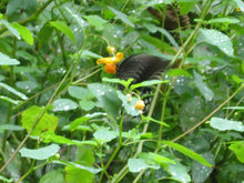 Load image into Gallery viewer, Jewelweed Organic Concentrated Salve Handmade, Poison Ivy, Oak, Sumac