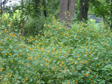 Load image into Gallery viewer, Jewelweed Oil Organic Double Infused For Best Potency Poison Ivy & Oak Wildcrafted Vegan Handmade In Small Batches Bumbling Acres Farm