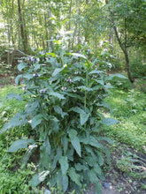 Load image into Gallery viewer, Comfrey Herbal Organic Oil, Concentrated, Fresh Plants, Small Batches