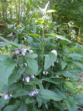 Load image into Gallery viewer, Comfrey Herbal Organic Oil, Concentrated, Fresh Plants, Small Batches