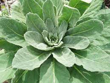 Load image into Gallery viewer, Mullein Herbal Oil Double Infused Pain Relief