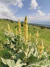 Load image into Gallery viewer, Mullein Herbal Oil Double Infused Pain Relief