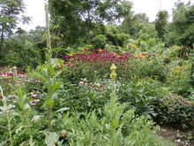 Load image into Gallery viewer, Mullein Herbal Oil Double Infused Pain Relief