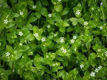 Load image into Gallery viewer, Chickweed Oil Double-Infused Organic Handmade in small batches Vegan Stellaria media Bumbling Acres Farm

