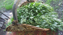 Load image into Gallery viewer, Mugwort Oil Double Infused Organic Only 2 Ingredients Pure and Potent Grown and Handmade On The Farm Artemisia vulgaris Bumbling Acres Farm
