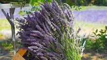 Load image into Gallery viewer, Lavender Oil Double Infused Organic Pure &amp; Potent Vegan Gluten free Handmade in small batches Lavandula Angustifolia Bumbling Acres Farm
